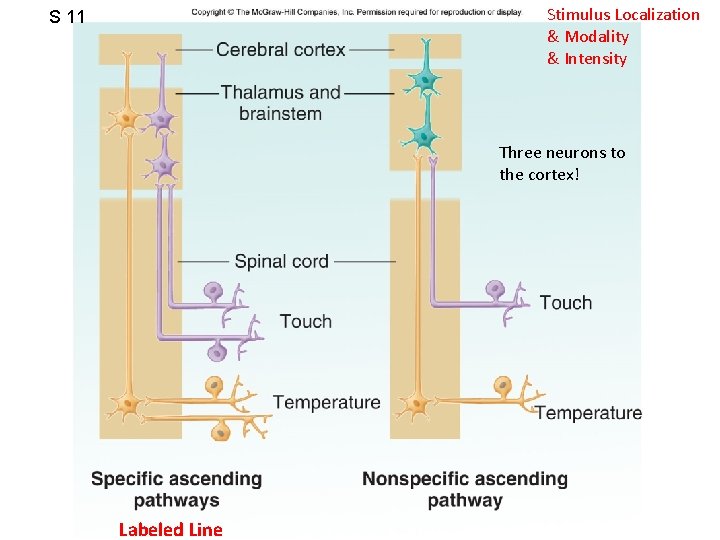 S 11 Figure 7. 15 Stimulus Localization & Modality & Intensity Three neurons to