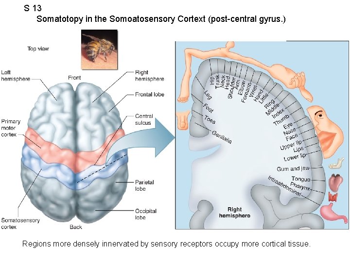 S 13 Somatotopy in the Somoatosensory Cortext (post-central gyrus. ) Regions more densely innervated