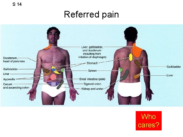 S 14 Referred pain Who cares? 