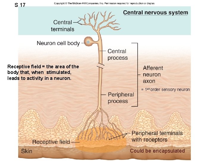 S 17 Receptive field = the area of the body that, when stimulated, leads