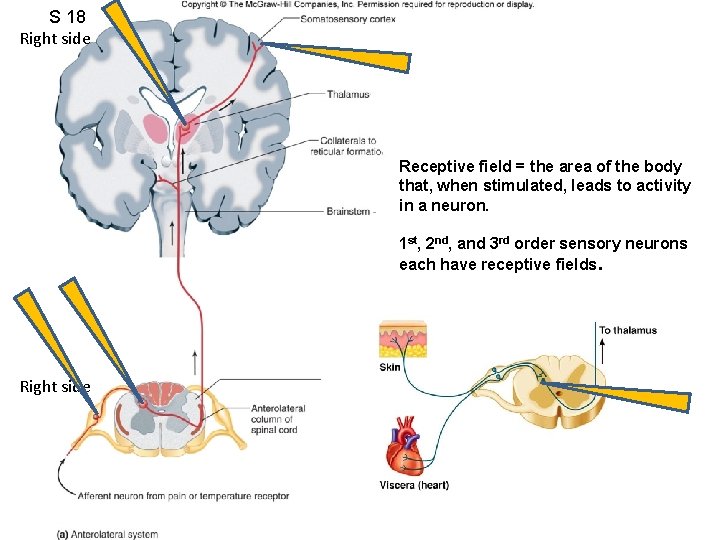 S 18 Right side Receptive field = the area of the body that, when