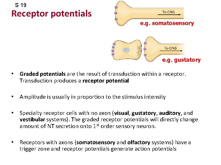 S 19 Receptor potentials e. g. somatosensory e. g. gustatory • Graded potentials are
