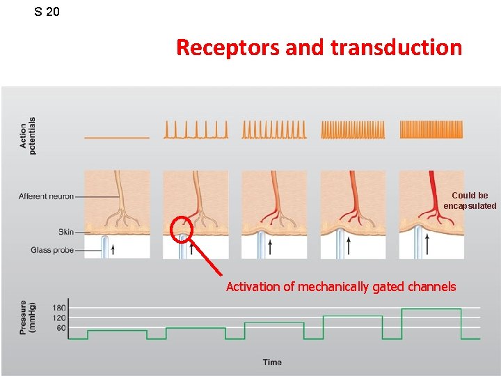 S 20 Receptors and transduction Could be encapsulated Activation of mechanically gated channels 
