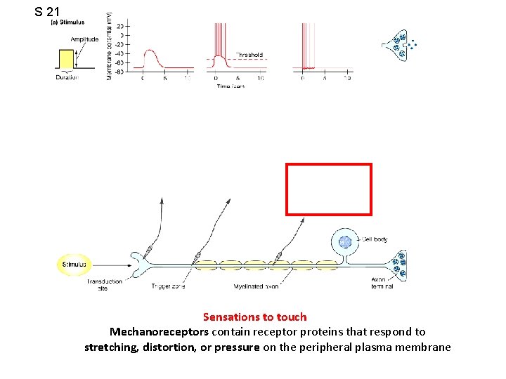 S 21 Sensations to touch Mechanoreceptors contain receptor proteins that respond to stretching, distortion,
