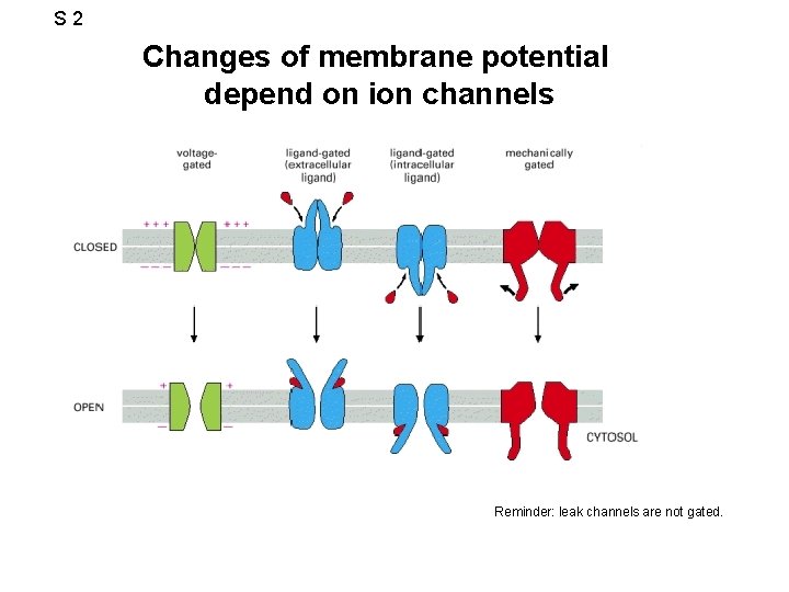 S 2 Changes of membrane potential depend on ion channels Reminder: leak channels are