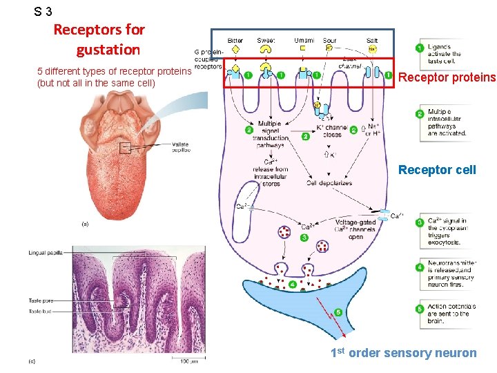 S 3 Receptors for gustation 5 different types of receptor proteins (but not all