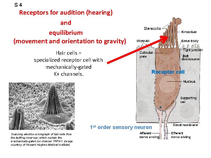 S 4 Receptors for audition (hearing) and equilibrium (movement and orientation to gravity) Hair