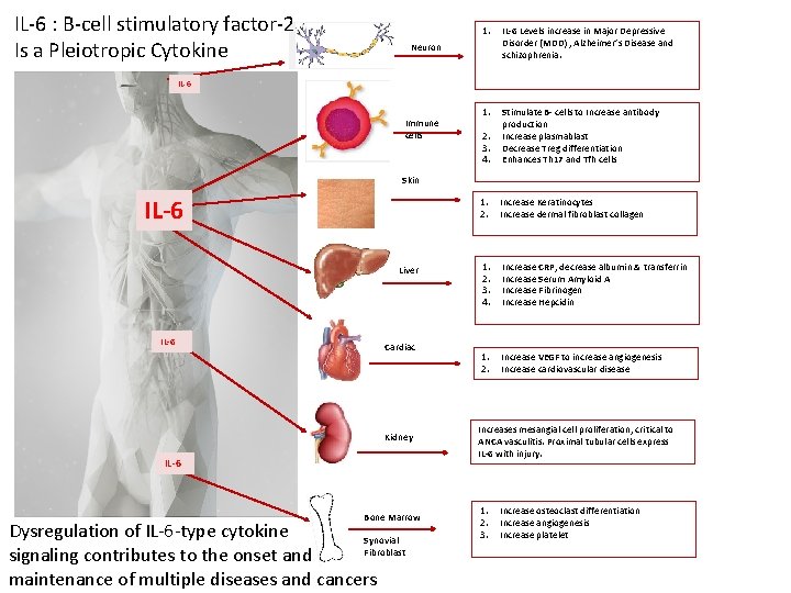 IL-6 : B-cell stimulatory factor-2 Is a Pleiotropic Cytokine 1. IL-6 Levels increase in