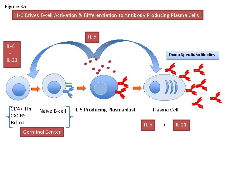 Figure 3 a IL-6 Drives B-cell Activation & Differentiation to Antibody Producing Plasma Cells