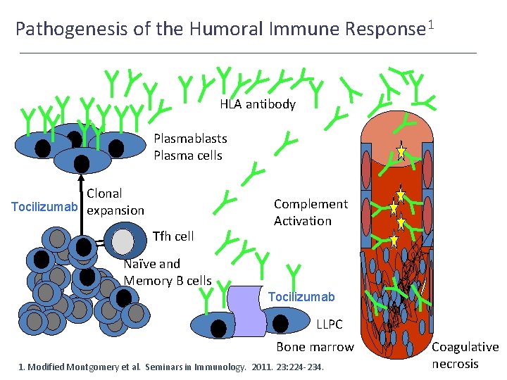 Pathogenesis of the Humoral Immune Response 1 HLA antibody Plasmablasts Plasma cells Clonal Tocilizumab
