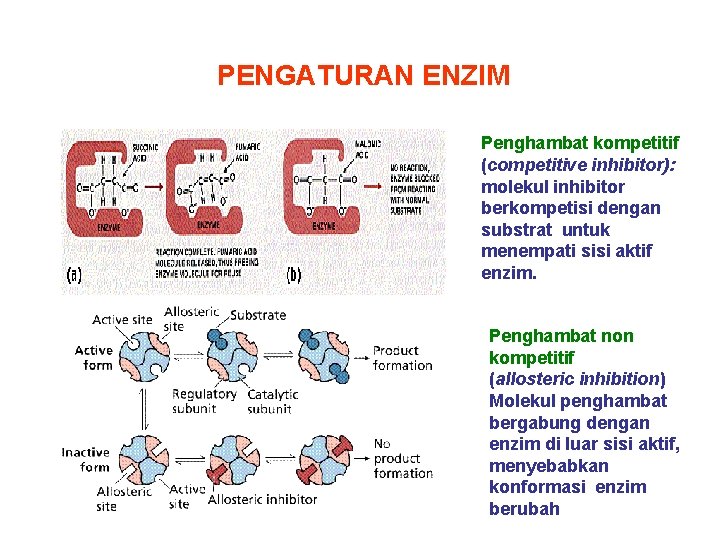 PENGATURAN ENZIM Penghambat kompetitif (competitive inhibitor): molekul inhibitor berkompetisi dengan substrat untuk menempati sisi