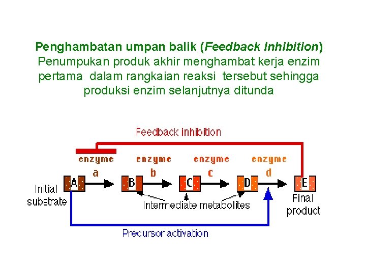 Penghambatan umpan balik (Feedback Inhibition) Penumpukan produk akhir menghambat kerja enzim pertama dalam rangkaian