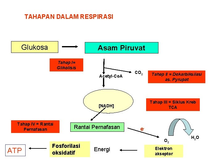 TAHAPAN DALAM RESPIRASI Glukosa Asam Piruvat Tahap I= Glikolisis Acetyl-Co. A CO 2 Tahap