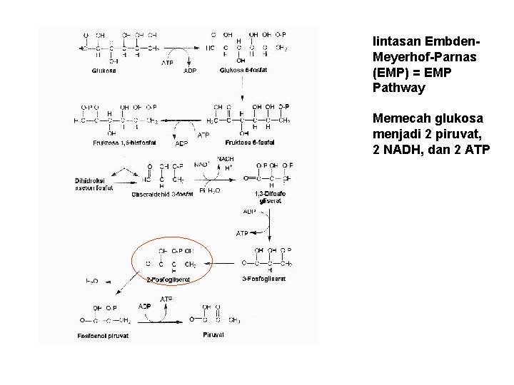 lintasan Embden. Meyerhof-Parnas (EMP) = EMP Pathway Memecah glukosa menjadi 2 piruvat, 2 NADH,