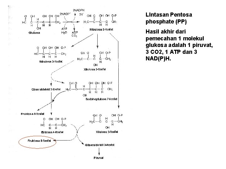 LIntasan Pentosa phosphate (PP) Hasil akhir dari pemecahan 1 molekul glukosa adalah 1 piruvat,