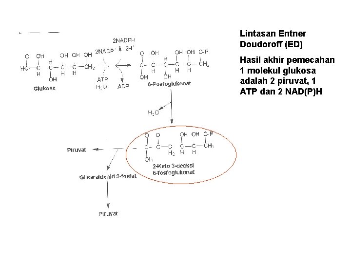 Lintasan Entner Doudoroff (ED) Hasil akhir pemecahan 1 molekul glukosa adalah 2 piruvat, 1