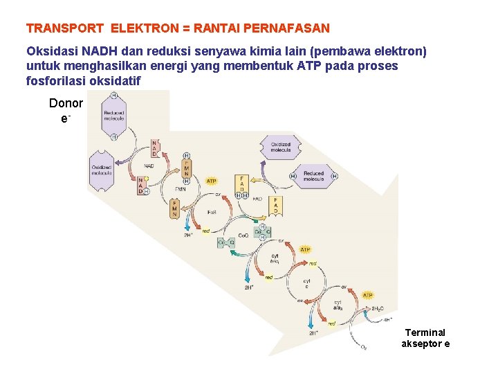 TRANSPORT ELEKTRON = RANTAI PERNAFASAN Oksidasi NADH dan reduksi senyawa kimia lain (pembawa elektron)