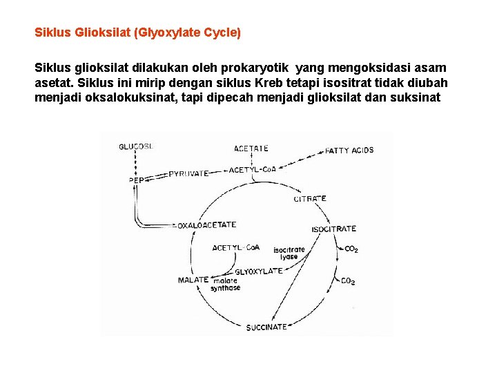 Siklus Glioksilat (Glyoxylate Cycle) Siklus glioksilat dilakukan oleh prokaryotik yang mengoksidasi asam asetat. Siklus