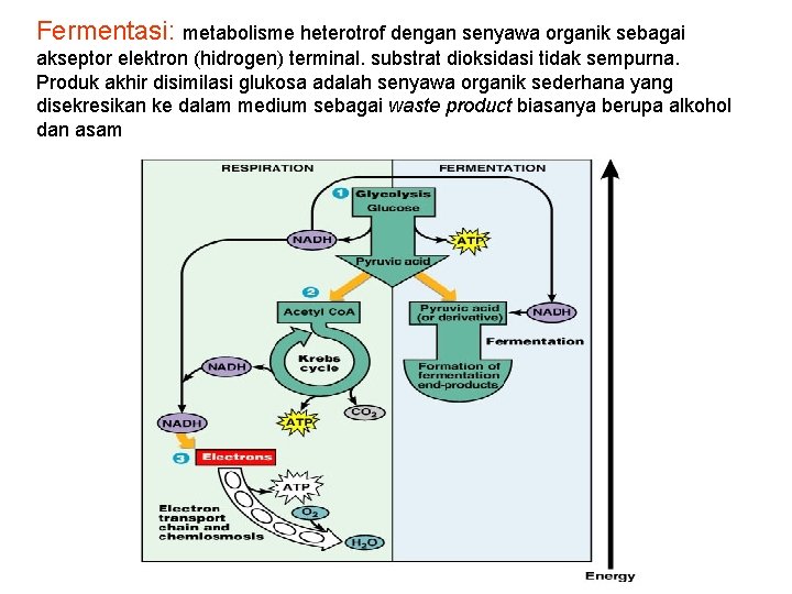 Fermentasi: metabolisme heterotrof dengan senyawa organik sebagai akseptor elektron (hidrogen) terminal. substrat dioksidasi tidak