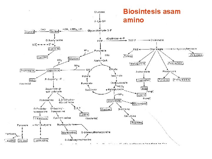 Biosintesis asam amino 