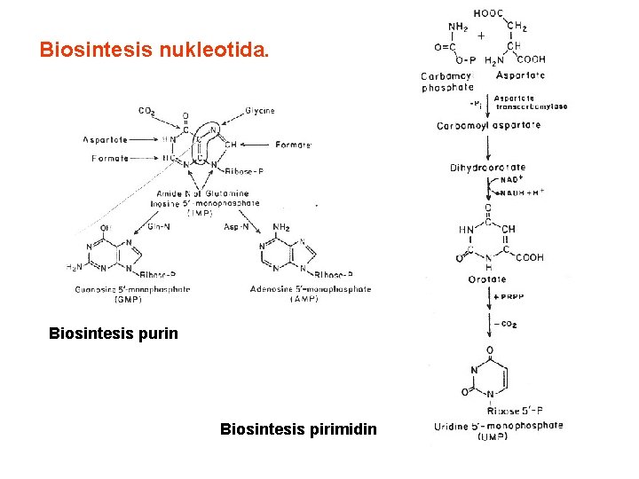 Biosintesis nukleotida. Biosintesis purin Biosintesis pirimidin 