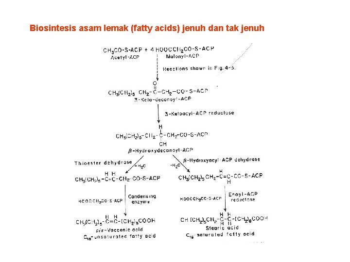 Biosintesis asam lemak (fatty acids) jenuh dan tak jenuh 
