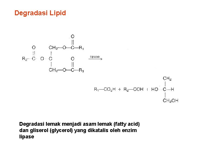 Degradasi Lipid Degradasi lemak menjadi asam lemak (fatty acid) dan gliserol (glycerol) yang dikatalis