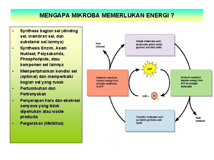 MENGAPA MIKROBA MEMERLUKAN ENERGI ? • Synthesa bagian sel (dinding sel, membran sel, dan