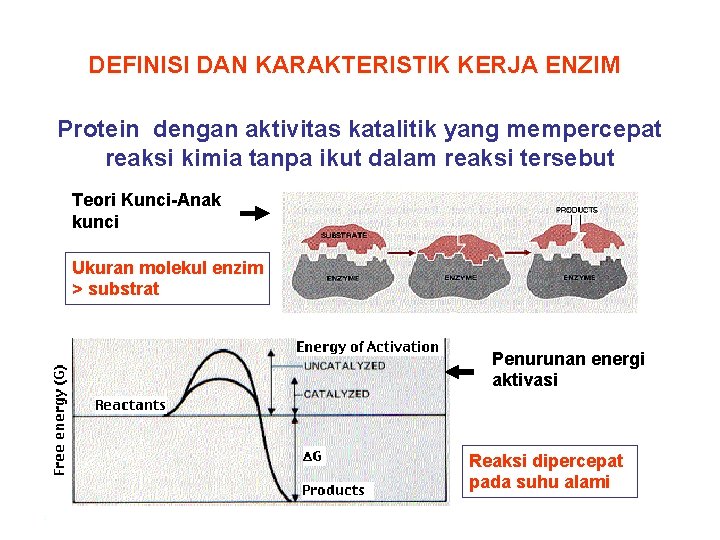 DEFINISI DAN KARAKTERISTIK KERJA ENZIM Protein dengan aktivitas katalitik yang mempercepat reaksi kimia tanpa