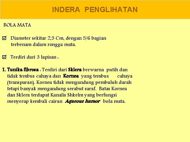 INDERA PENGLIHATAN BOLA MATA Diameter sekitar 2, 5 Cm, dengan 5/6 bagian terbenam dalam