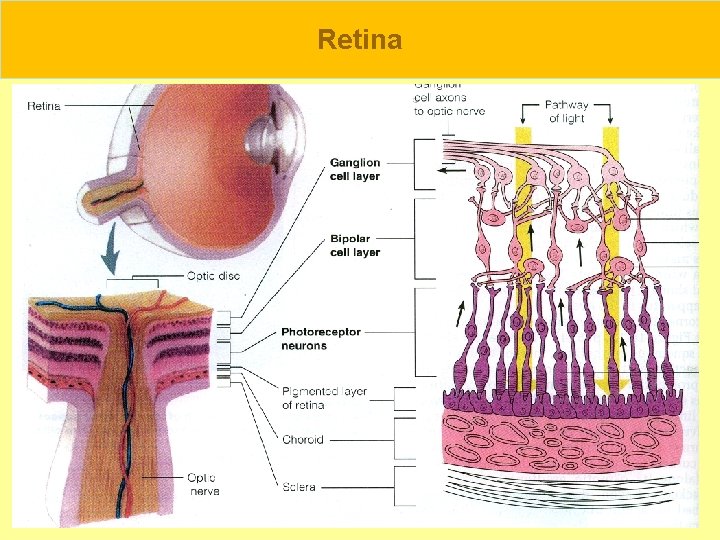 Retina 