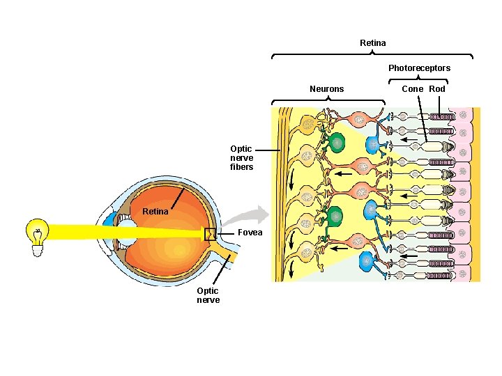 Retina Photoreceptors Neurons Optic nerve fibers Retina Fovea Optic nerve Cone Rod 