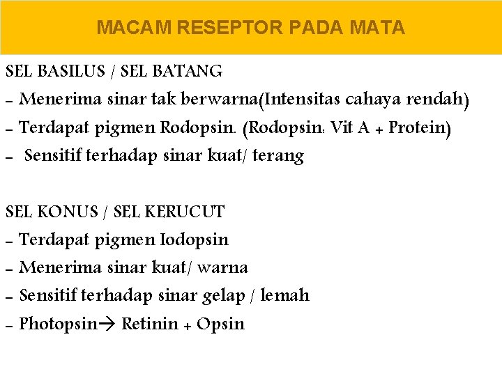 MACAM RESEPTOR PADA MATA SEL BASILUS / SEL BATANG - Menerima sinar tak berwarna(Intensitas