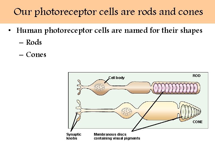 Our photoreceptor cells are rods and cones • Human photoreceptor cells are named for