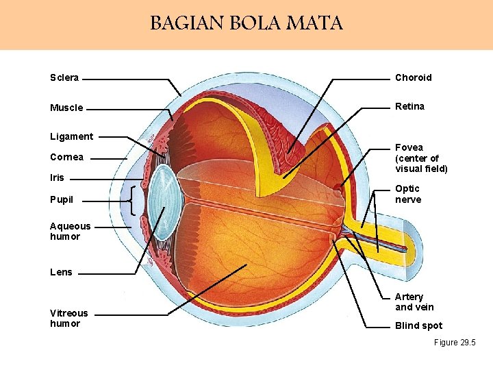 BAGIAN BOLA MATA Sclera Choroid Muscle Retina Ligament Cornea Iris Pupil Fovea (center of