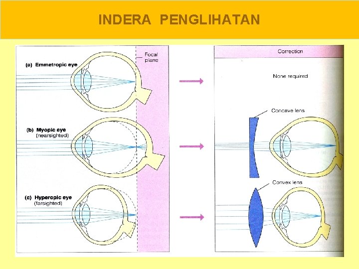 INDERA PENGLIHATAN 