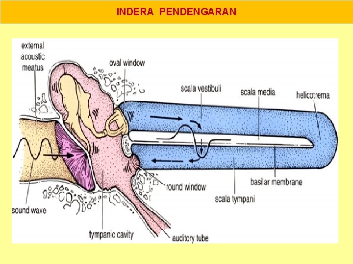 INDERA PENDENGARAN 