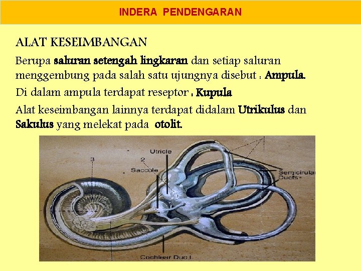 INDERA PENDENGARAN ALAT KESEIMBANGAN Berupa saluran setengah lingkaran dan setiap saluran menggembung pada salah