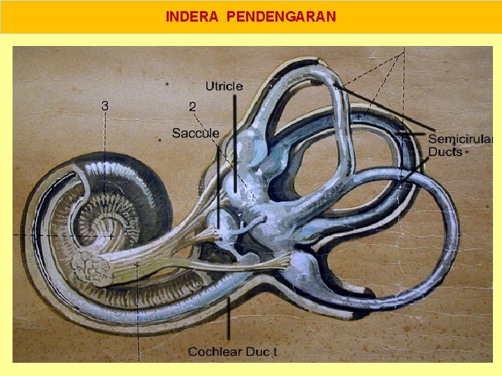 INDERA PENDENGARAN 