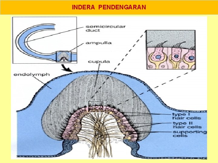 INDERA PENDENGARAN 