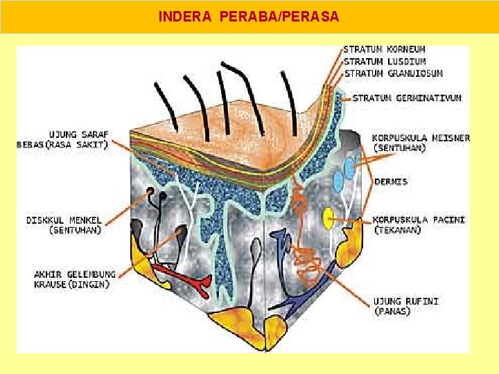 INDERA PERABA/PERASA 