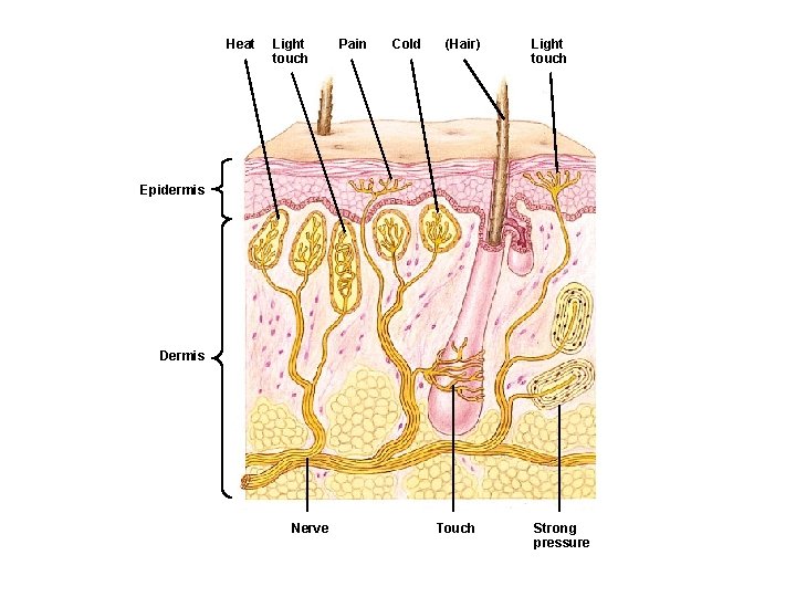 Heat Light touch Pain Cold (Hair) Light touch Epidermis Dermis Nerve Touch Strong pressure