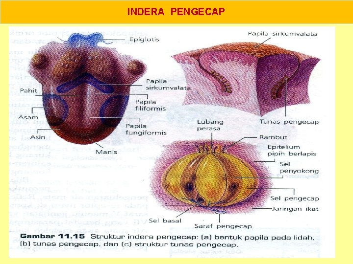 INDERA PENGECAP 