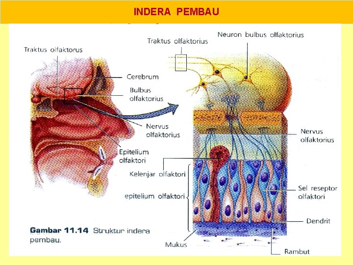 INDERA PEMBAU 