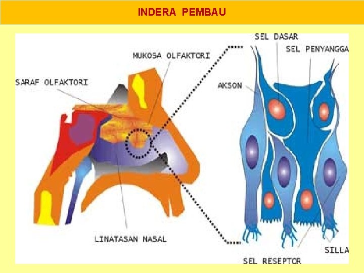 INDERA PEMBAU 