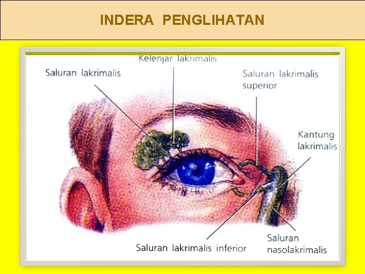 INDERA PENGLIHATAN 