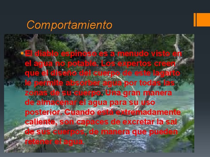 Comportamiento § El diablo espinoso es a menudo visto en el agua no potable.