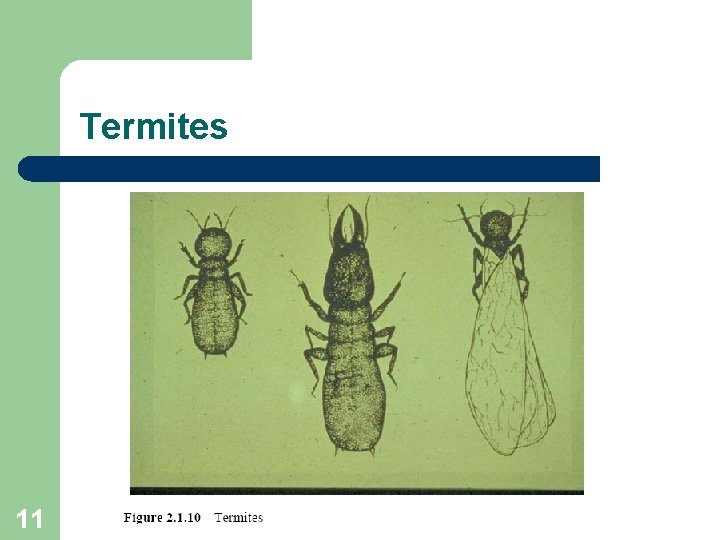 Termites 11 