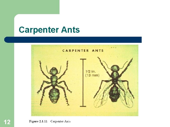Carpenter Ants 12 