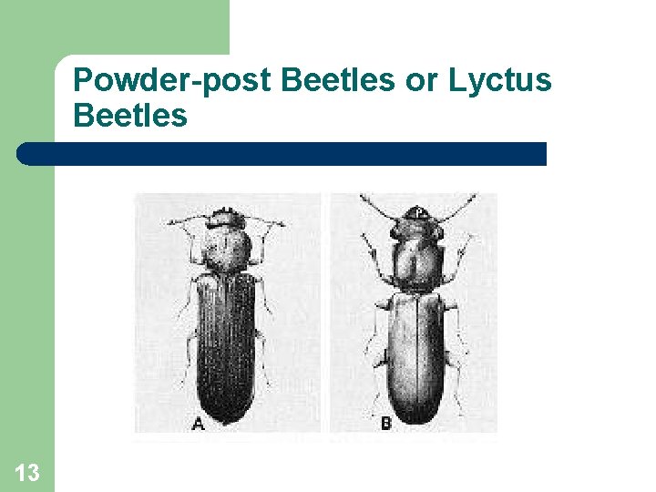 Powder-post Beetles or Lyctus Beetles 13 